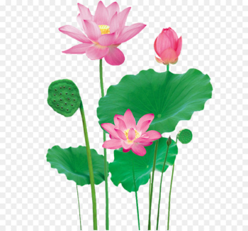 Lotus Pond Nelumbo nucifera - Lotus Lotus Pond Nelumbo nucifera - Lotus