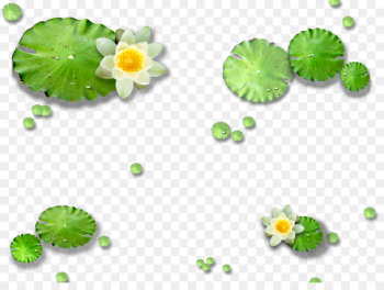Lotus Pond Nelumbo nucifera Lotus effect Leaf - Hawthorn lotus leaf lotus 