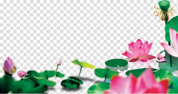 Lotus Pond Nelumbo nucifera , Lotus leaf transparent background PNG clipart Lotus Pond Nelumbo nucifera , Lotus leaf transparent background PNG clipart