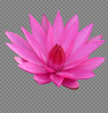 Lotus Transparent Lotus Transparent