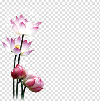 Lotus transparent background PNG clipart