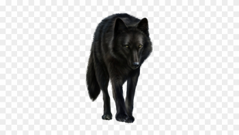 Loup - Gray Wolf Loup - Gray Wolf