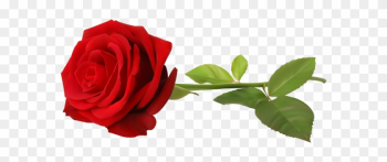Love Red Rose Single Png Clip Art - Rose Transparent Png Love Red Rose Single Png Clip Art - Rose Transparent Png