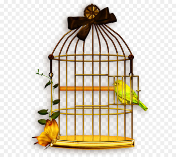 Lovebird Domestic canary Budgerigar Cockatiel - bird Lovebird Domestic canary Budgerigar Cockatiel - bird