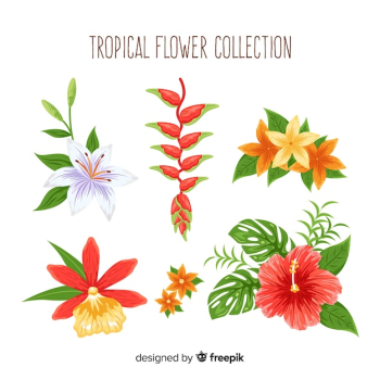 Lovely hand drawn tropical flower collection Lovely hand drawn tropical flower collection