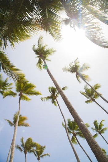 low angle coconut trees low angle coconut trees