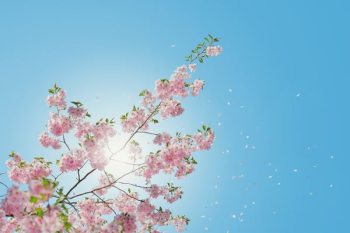 low angle of pink flowering tree low angle of pink flowering tree