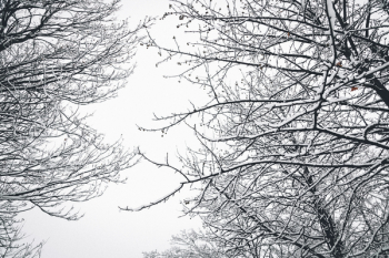 Low Angle Photography of Bare Tree during Winter Season Low Angle Photography of Bare Tree during Winter Season
