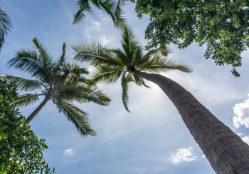 Low-angle Photography of Green-leafed Coconut Trees Under White Sky Low-angle Photography of Green-leafed Coconut Trees Under White Sky