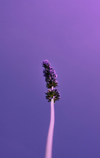 Low-angle Shot of Lavender Flower Low-angle Shot of Lavender Flower