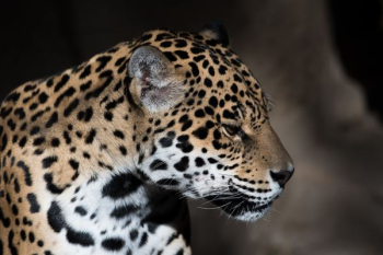 low light photography of leopard low light photography of leopard