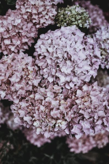 low light photography of pink floral bouquets low light photography of pink floral bouquets