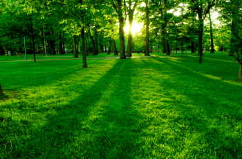 Low setting sun in green park casting long shadows