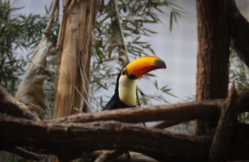 lowlight photography of toucan perching on tree branch lowlight photography of toucan perching on tree branch