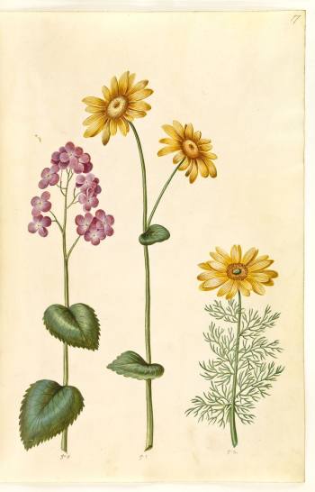 Lunaria annua (Judas money);Doronicum pardalianches | Free Photo - rawpixel Lunaria annua (Judas money);Doronicum pardalianches | Free Photo - rawpixel