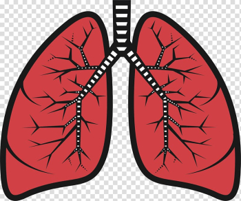 Lung , lungs surgery transparent background PNG clipart Lung , lungs surgery transparent background PNG clipart
