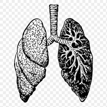Lungs png, anatomy png sticker | Free PNG - rawpixel Lungs png, anatomy png sticker | Free PNG - rawpixel