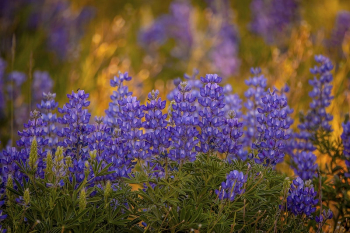 Lupine and other wildflowers are | Free Photo - rawpixel