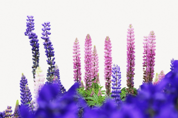 Lupine flower border isolated image | Free PSD - rawpixel Lupine flower border isolated image | Free PSD - rawpixel