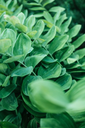 Lush Green Leaves Grow In Layers Lush Green Leaves Grow In Layers