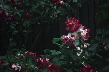 Lush Rose Bushes Lush Rose Bushes