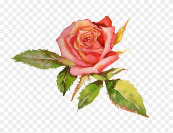Luxury Rose Cream - Paint A Rose In Watercolor Luxury Rose Cream - Paint A Rose In Watercolor