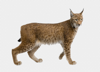 Lynx PNG Picture Lynx PNG Picture