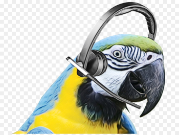 Macaw, Beak, Feather, Bird, Parrot PNG Macaw, Beak, Feather, Bird, Parrot PNG