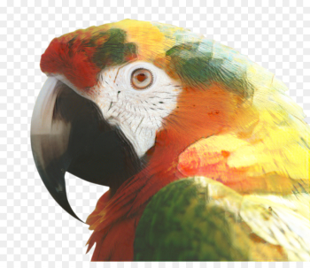 Macaw, Parrot, Beak, Bird PNG Macaw, Parrot, Beak, Bird PNG