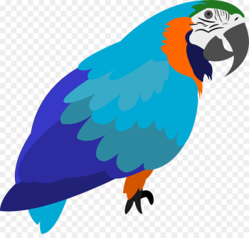 Macaw, Parrot, Bird, Vertebrate PNG Macaw, Parrot, Bird, Vertebrate PNG