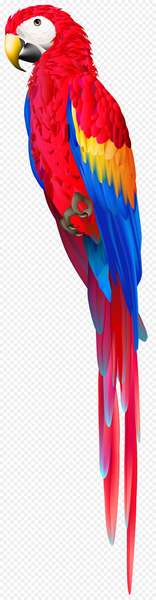 Macaw Parrot Clip art Bird Portable Network Graphics - parrot 