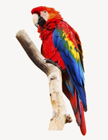 Macaw parrot collage element, bird | Free PSD - rawpixel Macaw parrot collage element, bird | Free PSD - rawpixel