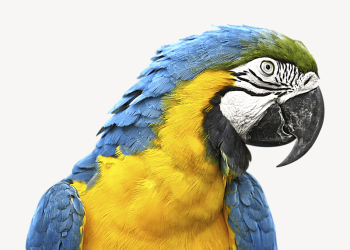 Macaw parrot collage element psd | Free PSD - rawpixel Macaw parrot collage element psd | Free PSD - rawpixel