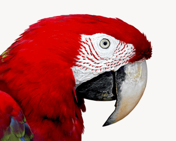 Macaw parrot isolated animal image | Free Photo - rawpixel Macaw parrot isolated animal image | Free Photo - rawpixel