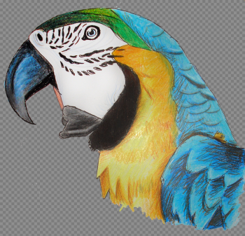 Macaw Parrot PNG Pic Macaw Parrot PNG Pic