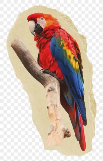 Macaw parrot png sticker, bird | Free PNG - rawpixel Macaw parrot png sticker, bird | Free PNG - rawpixel