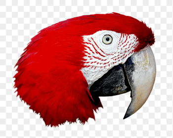 Macaw parrot png sticker, transparent | Free PNG - rawpixel Macaw parrot png sticker, transparent | Free PNG - rawpixel