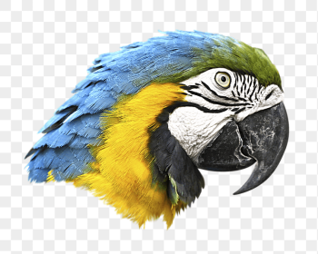 Macaw parrot png sticker, transparent | Free PNG - rawpixel Macaw parrot png sticker, transparent | Free PNG - rawpixel