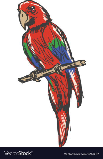 Macaw vector image