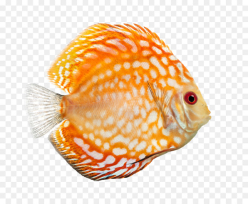 Macmillan English Book Fish Blue discus - book 