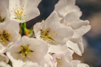 Macro Cherry Blossoms Macro Cherry Blossoms