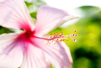 Macro of real nature hibicus flower botanic | Free stock photo - 52402 Macro of real nature hibicus flower botanic | Free stock photo - 52402