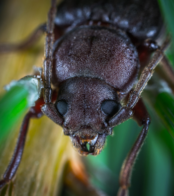 Macro Photo of a Brown June Beetle Macro Photo of a Brown June Beetle
