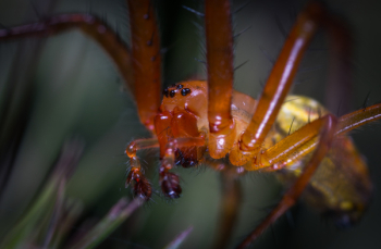 Macro Photo Of A Orchard Spider Macro Photo Of A Orchard Spider