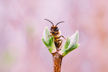 Macro Photo Of Bee Macro Photo Of Bee