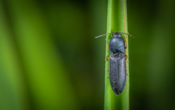 Macro Photo of Black Common Ground Beetle Macro Photo of Black Common Ground Beetle