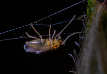 Macro Photo of Brown Winged Insect