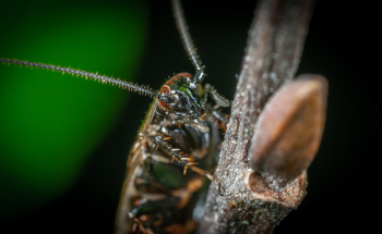 Macro Photo of Brown Winged Insect