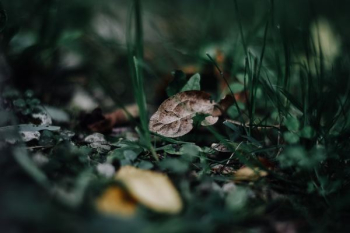 macro photo of dried leaf on ground with plants macro photo of dried leaf on ground with plants