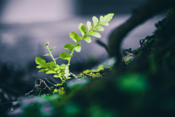 Macro Photo Of Green Leafed Plant Macro Photo Of Green Leafed Plant